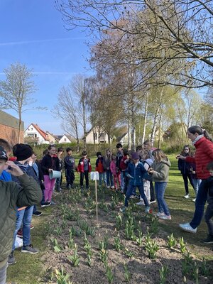 Tulpe1