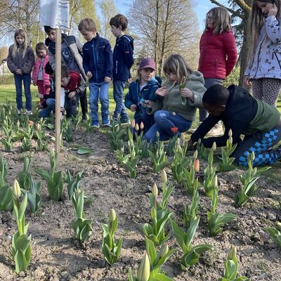 Tulpe3